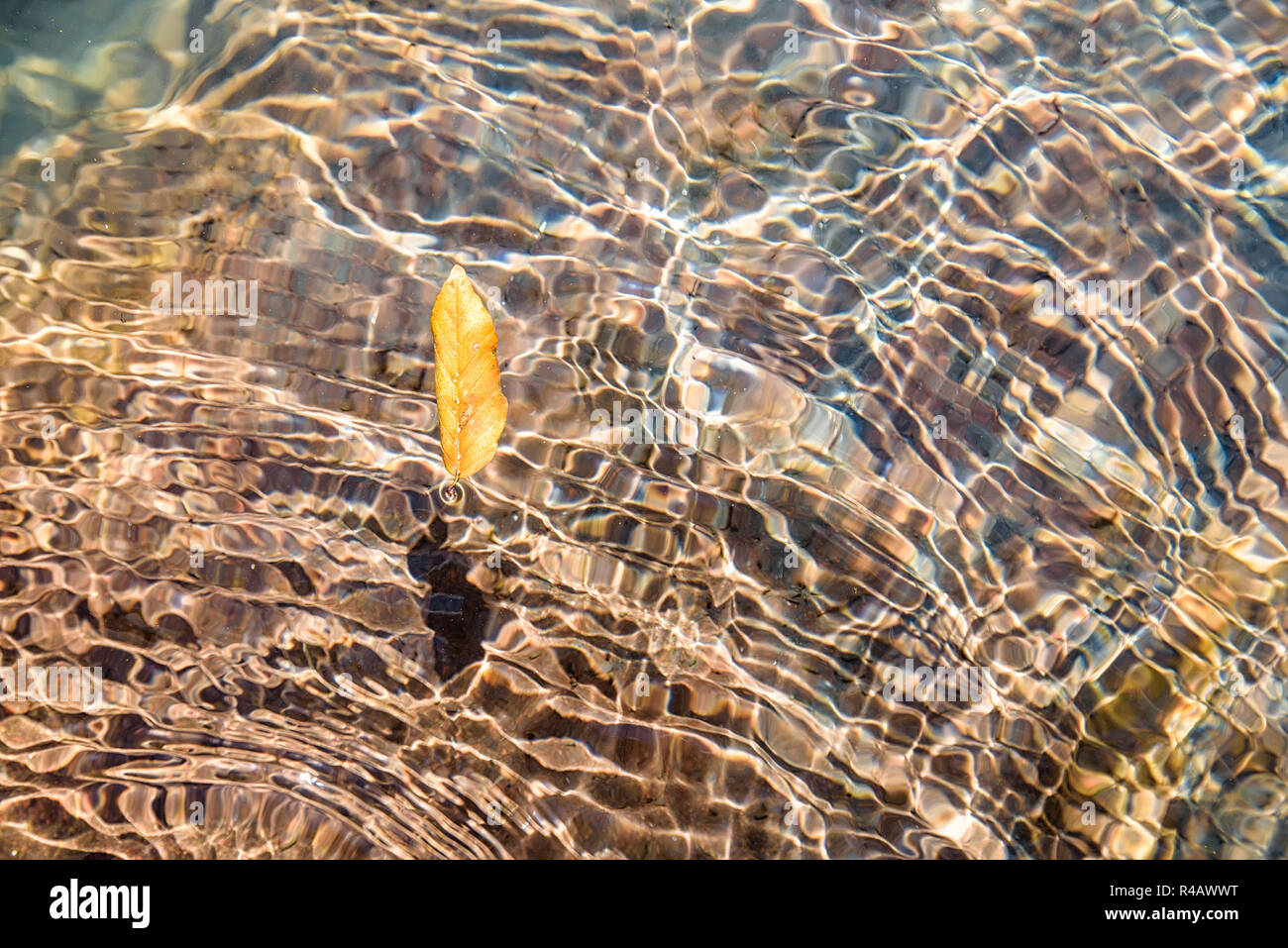 The fallen-down yellow autumn leaf in clear river water Stock Photo - Alamy