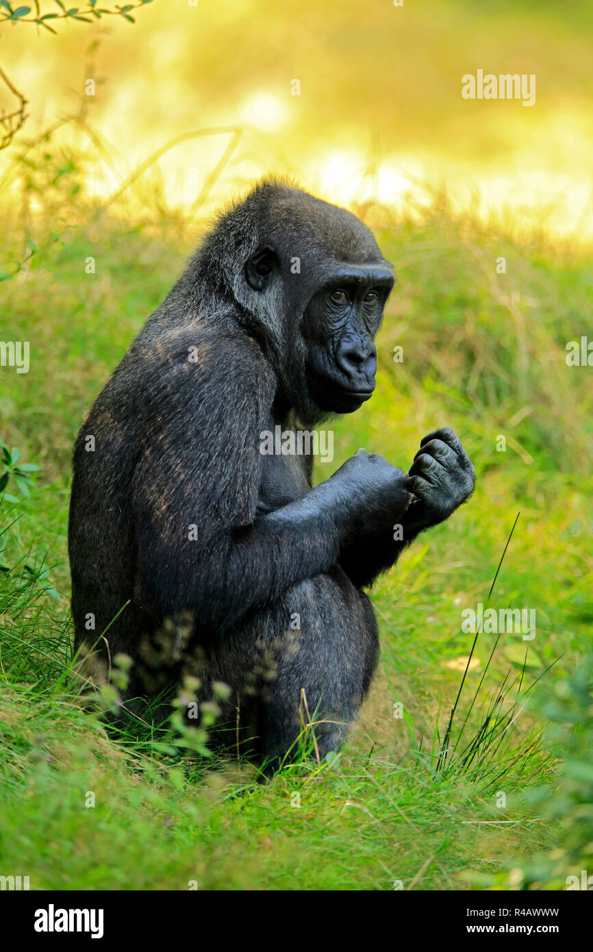 Western Lowland Gorilla, female, Africa, (Gorilla gorilla gorilla) Stock Photo