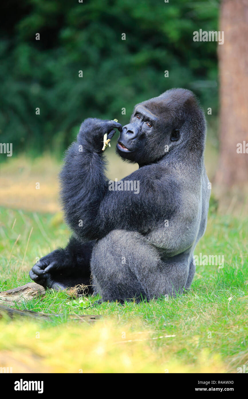 Western Lowland Gorilla, adult male, Africa, (Gorilla gorilla gorilla) Stock Photo