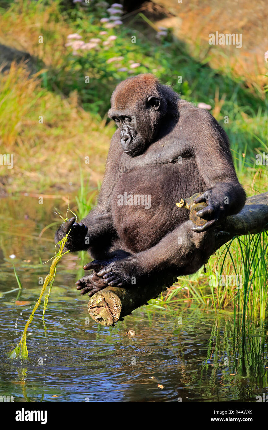 Western Lowland Gorilla, adult female at water, Africa, (Gorilla gorilla gorilla) Stock Photo