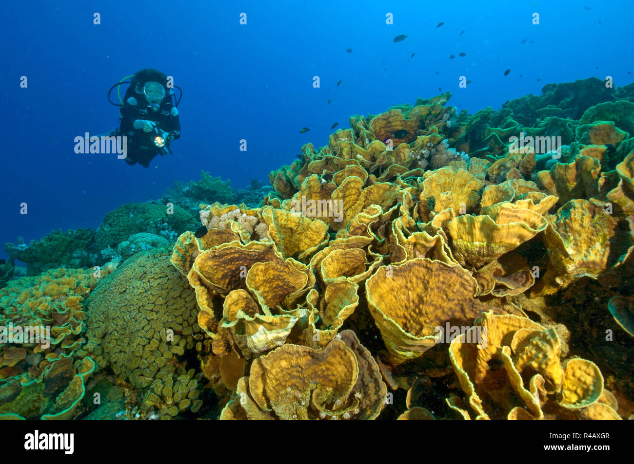 diver and lettuce coral, Red Sea, (Turbinaria mesenterina) Stock Photo