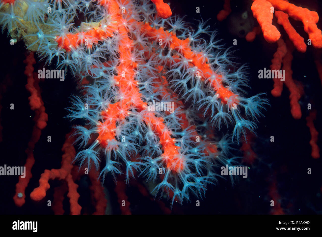 red coral, mediterranean, Europe, (Corallium rubrum) Stock Photo