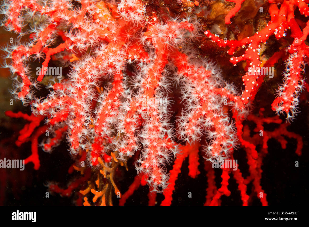 red coral, mediterranean, Europe, (Corallium rubrum) Stock Photo