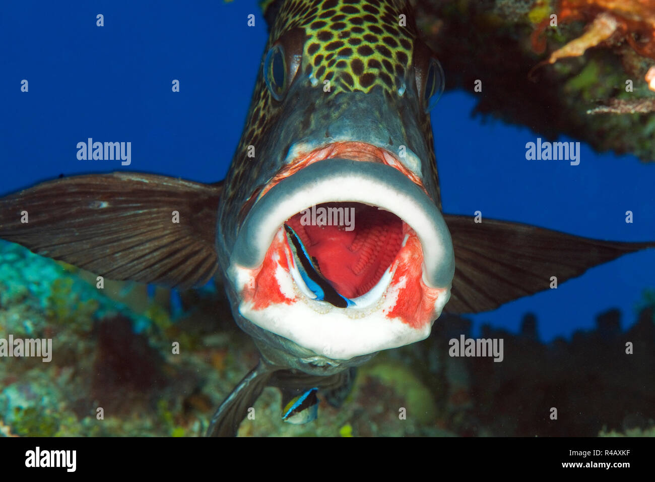 harlequin sweetlips, cleaner fish, cleaning station, Yap Island, Federal States of Micronesia, Plectorhinchus chaetodonoides, Labroides dimidiatus Stock Photo