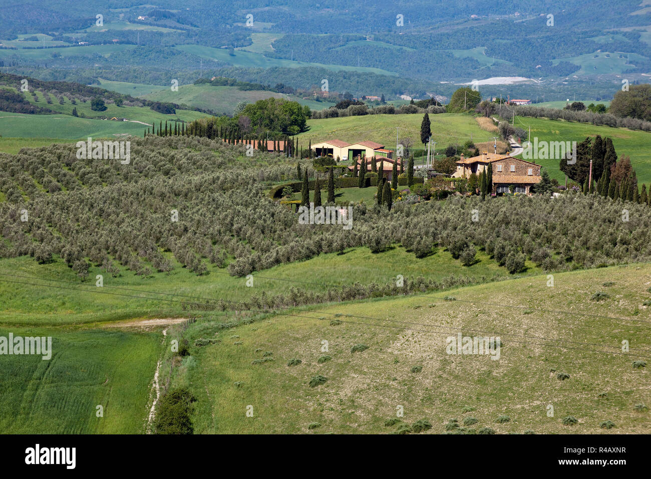 Tuscany landscape with cypresses and olive trees, Tuscany, Italy, Europe, (Cupressus sempervirens), (Olea europaea) Stock Photo