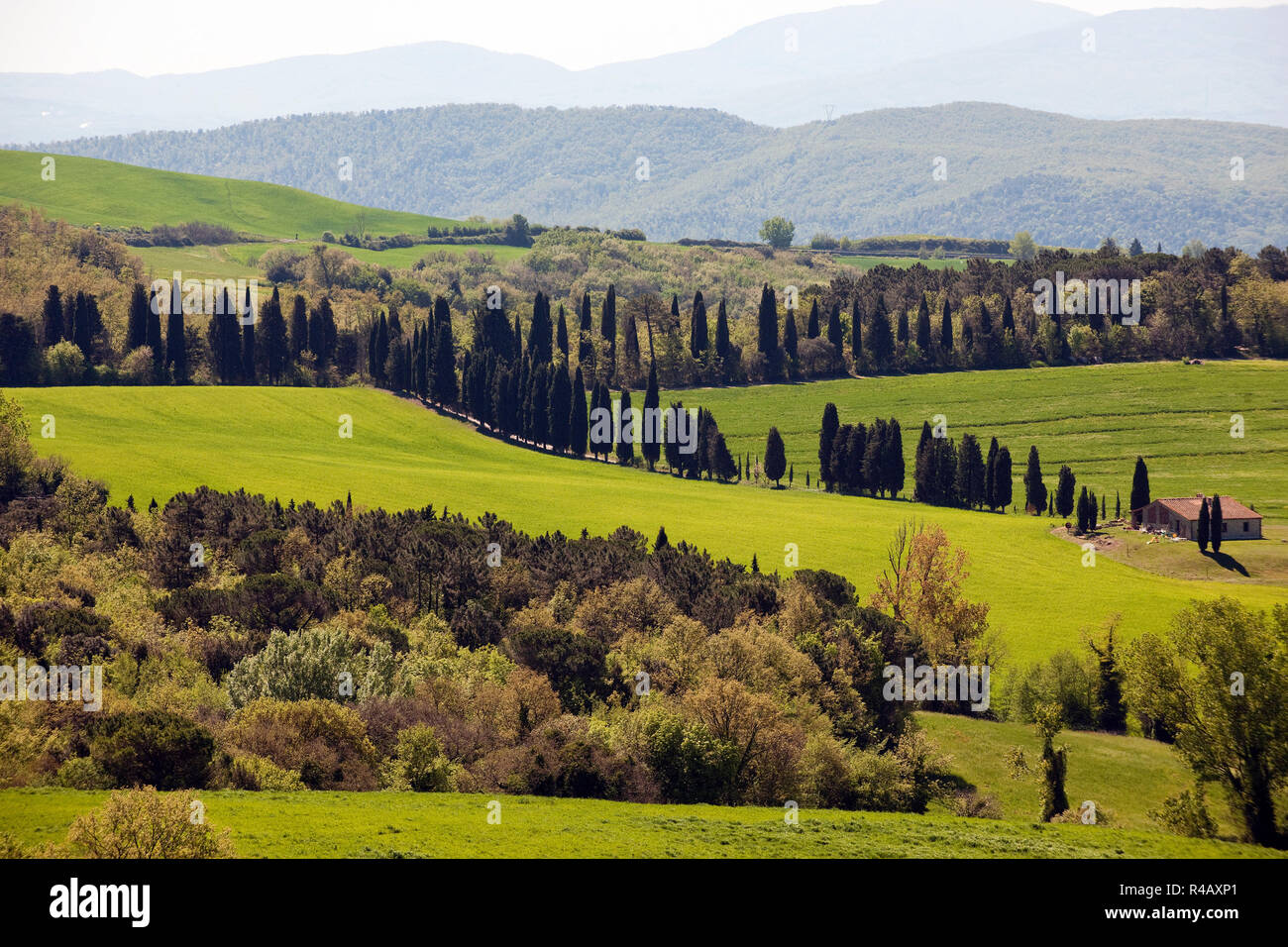 farm house with cypresses, Tuscany, Italy, Europe, (Cupressus sempervirens) Stock Photo