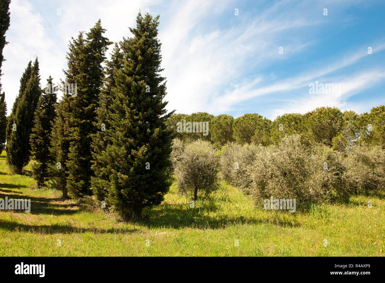 cypresses, olive trees, Tuscany, Italy, Europe, (Cupressus sempervirens), (Olea europaea) Stock Photo
