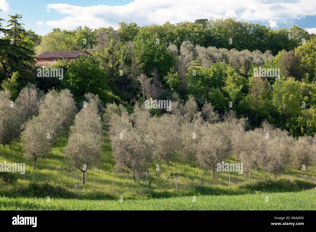 olive trees, Tuscany, Italy, Europe, (Olea europaea) Stock Photo