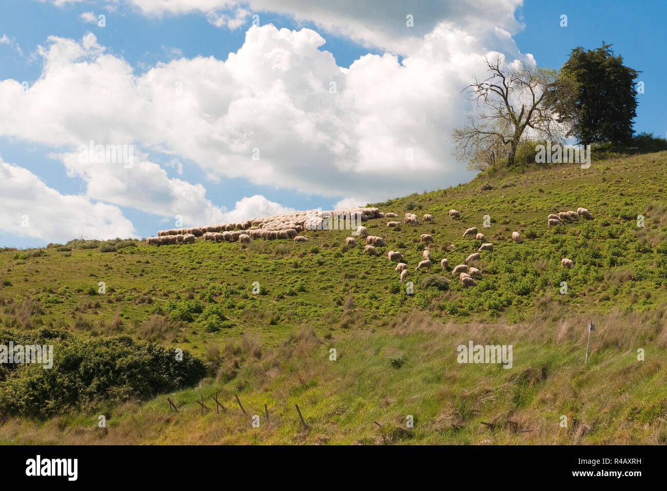 flock of sheep, Tuscany, Italy, Europe Stock Photo