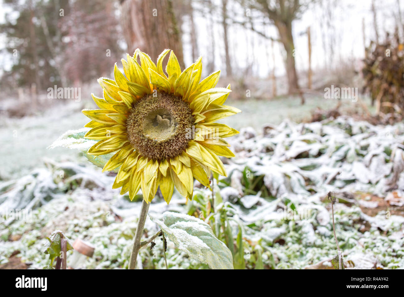 A sunflower in a winter landscape Stock Photo Alamy