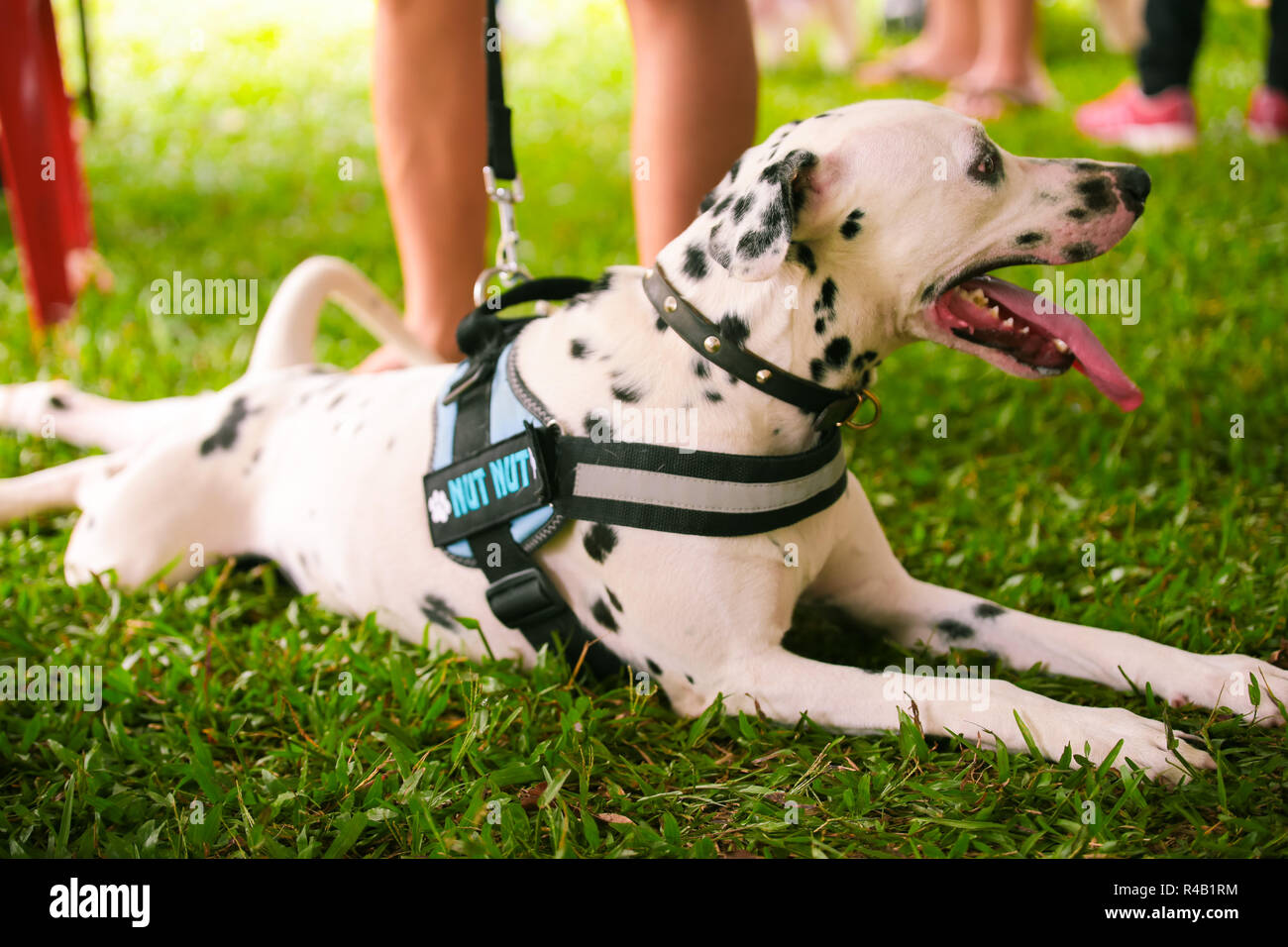 A Dalmation dog lying on grass. Stock Photo