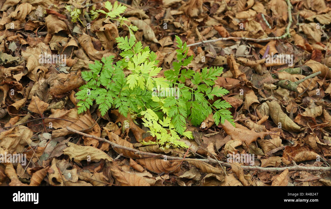 Green leaves autumn, among the fallen dry leaves Stock Photo - Alamy