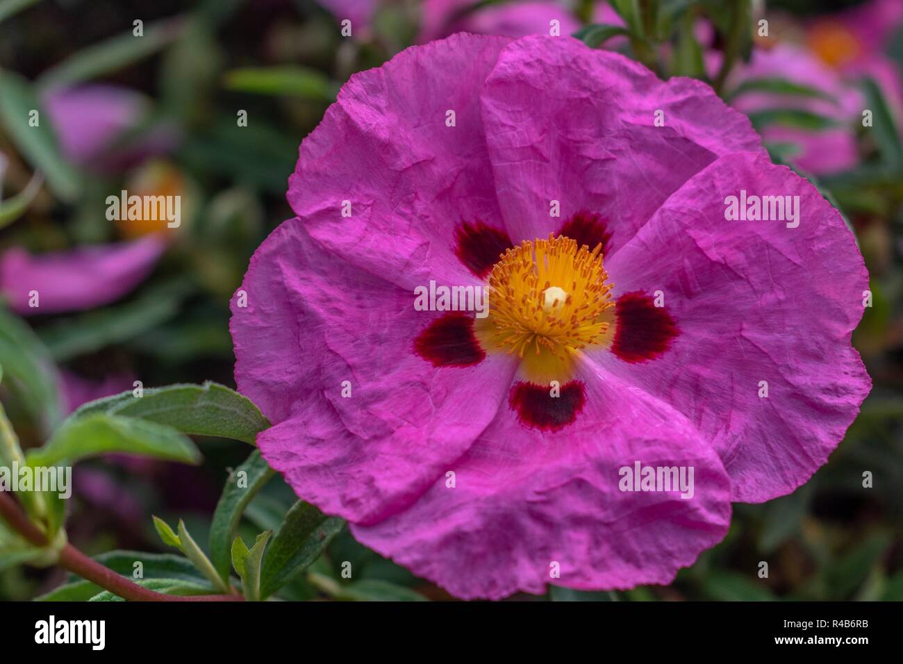 Close up image of a pink petal flower with dark brown spots at the base and orange stamen in the middle Stock Photo