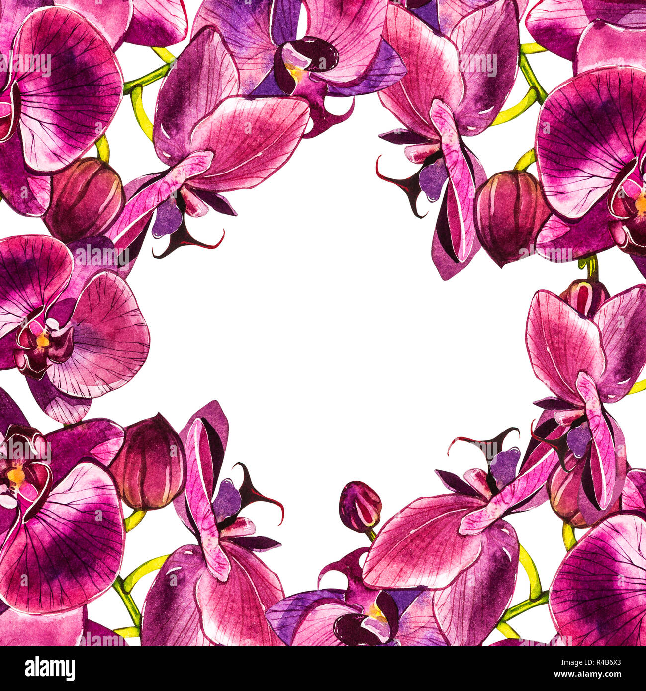 Watercolor orchid branch, hand drawn floral illustration isolated on a ...