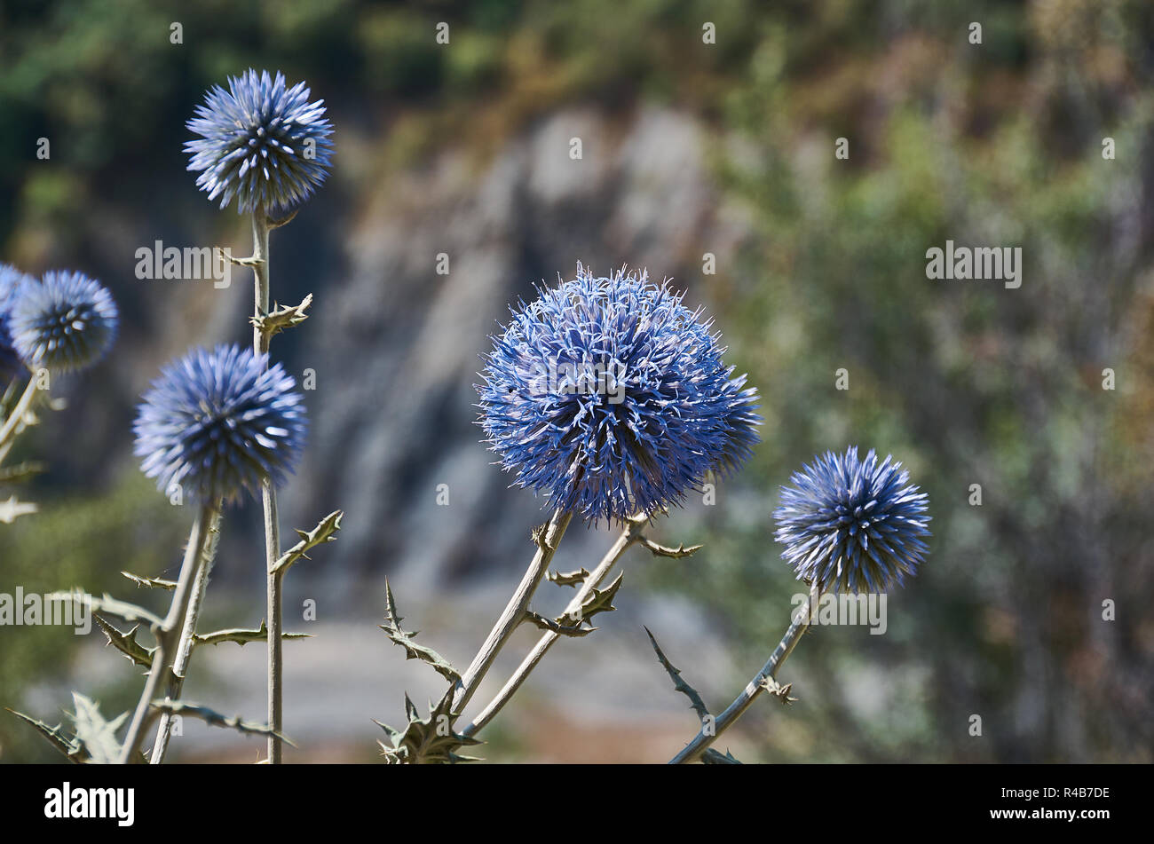 Echinops chantavicus east to central Asia Stock Photo