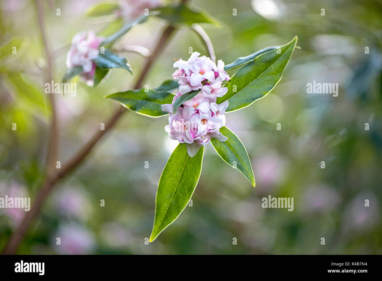 Close-up image of the beautiful spring, pink flowers of Daphne bholua 'Jacqueline Postill' or daphne 'Jacqueline Postill' a spring flowering shrub. Stock Photo