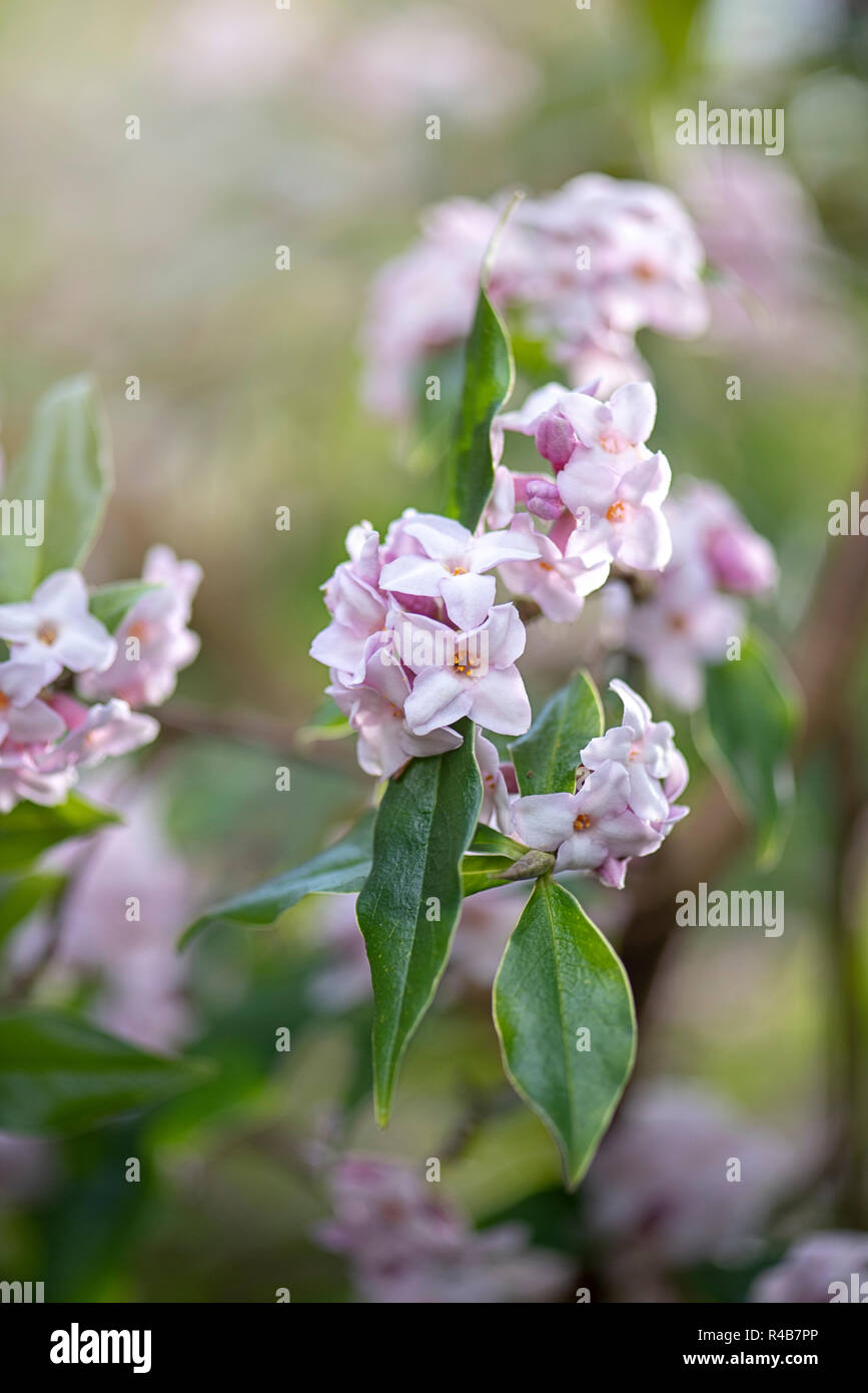 Close-up image of the beautiful spring, pink flowers of Daphne bholua 'Jacqueline Postill' or daphne 'Jacqueline Postill' a spring flowering shrub. Stock Photo