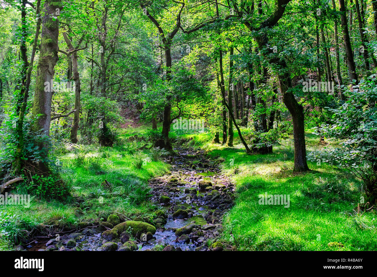 A small stream flowing through an English forest in Summer, with dappled  sunlight shining through the leaves Stock Photo - Alamy