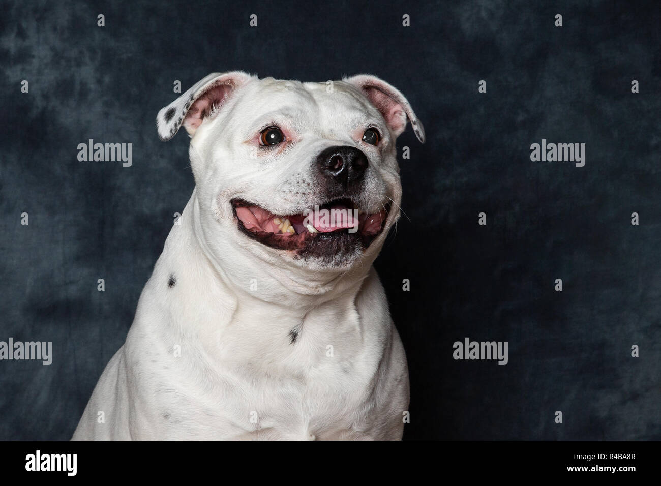 A male Staffordshire Bull Terrier pictured against a studio back drop, He is aged around 8 Years old. His name is Harvey Stock Photo