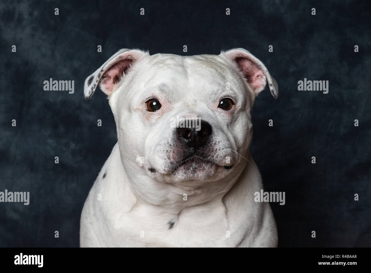 A male Staffordshire Bull Terrier pictured against a studio back drop, He is aged around 8 Years