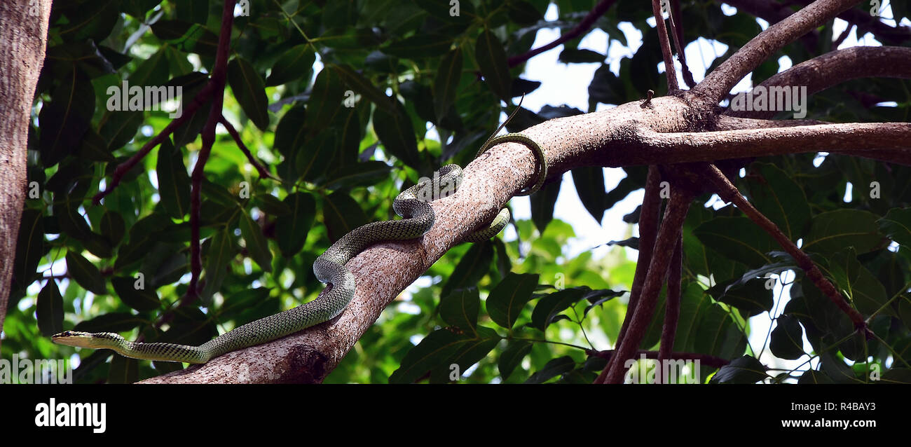 snake in tree Stock Photo