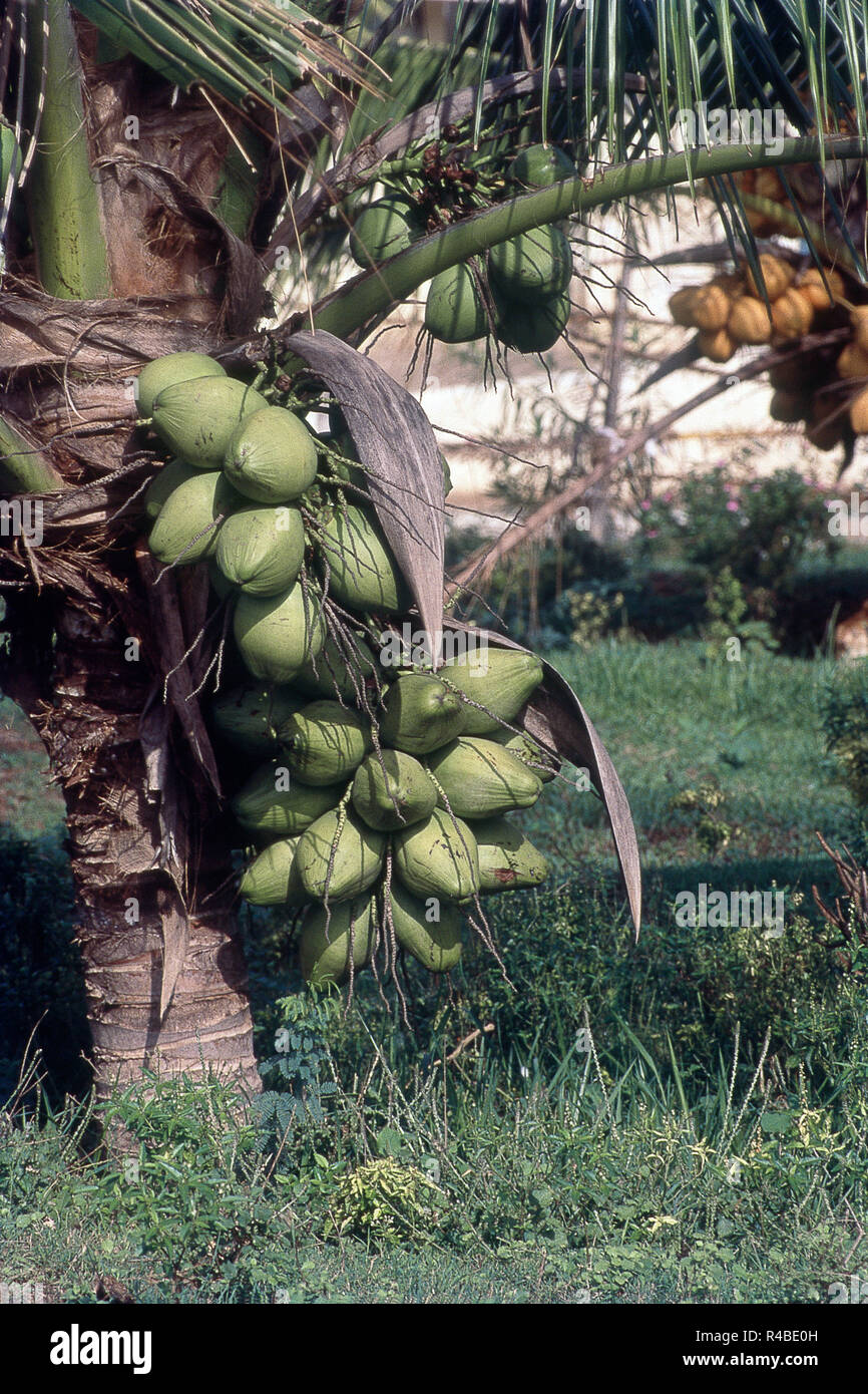 Kerala palm pictures vertical hi-res stock photography and images - Alamy