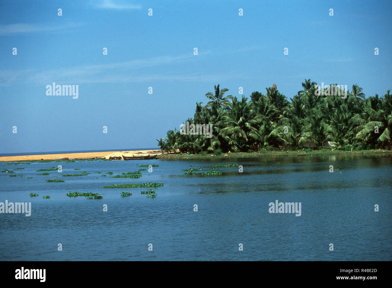 Dense coconut palms, Arabian sea beach, Kochi, Kerala, India, Asia Stock Photo