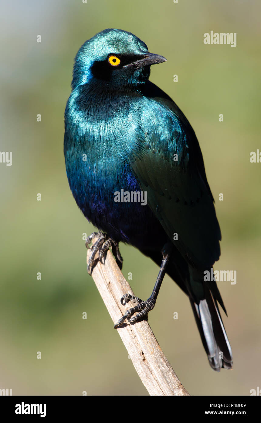 A beautiful Cape Glossy Starling perches on a twig in the Kruger National Park in South Africa. Stock Photo