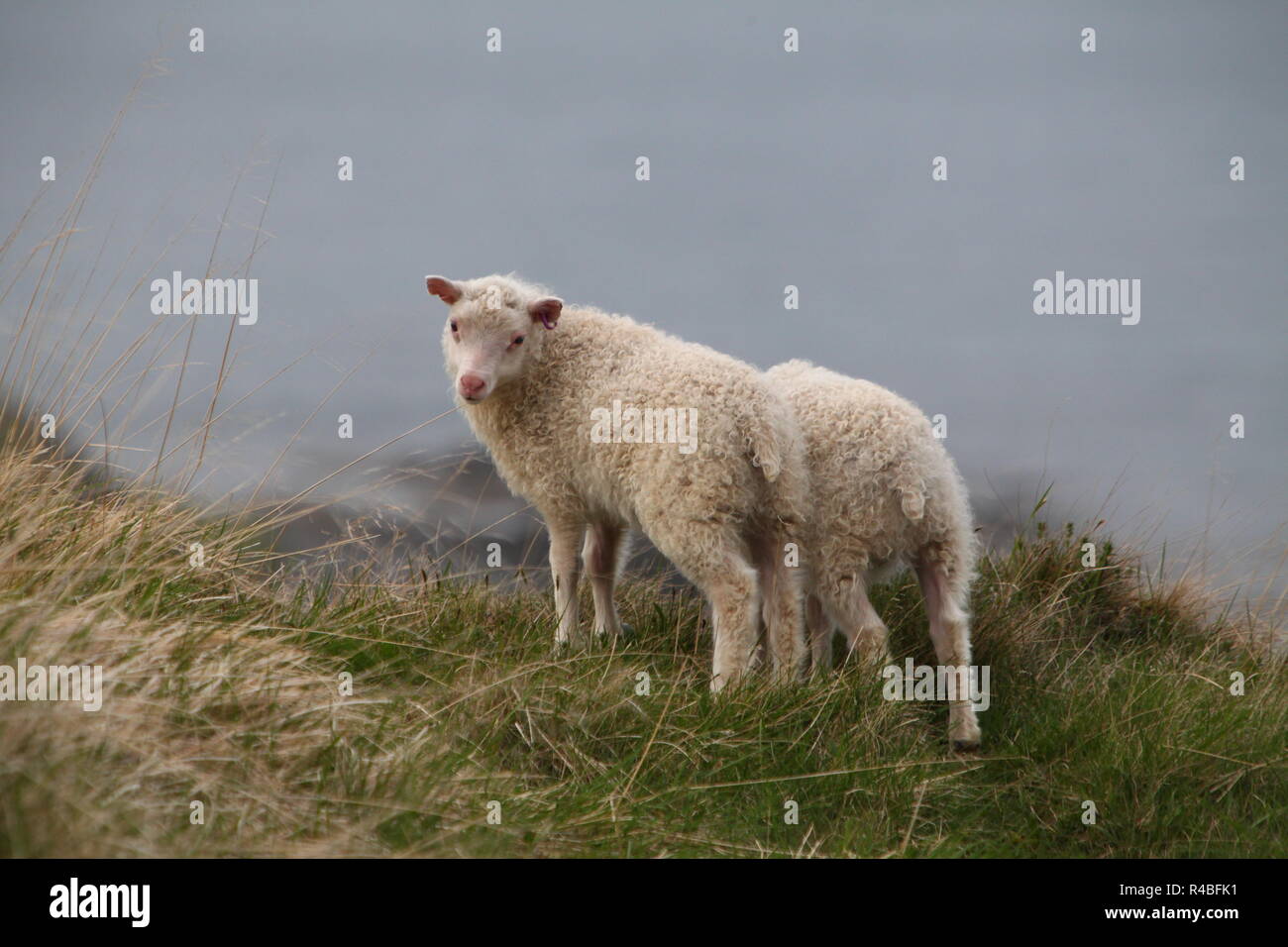 Sheep on coast Stock Photo