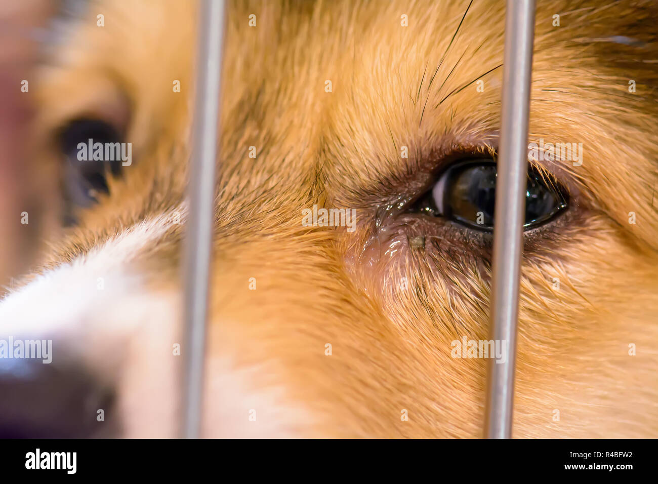 Dogs are crying because loneliness, sadness in the cage Stock Photo Alamy