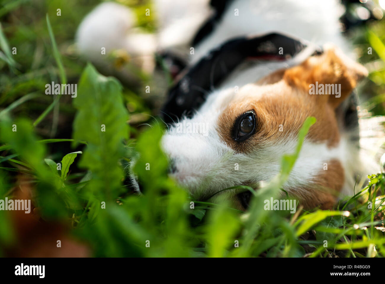 Adopted stray dog lloking from the grass. Stock Photo