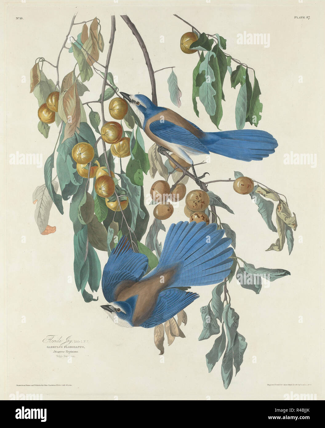 Florida Jays. Dated: 1830. Medium: hand-colored etching and aquatint on Whatman paper. Museum: National Gallery of Art, Washington DC. Author: Robert Havell after John James Audubon. John James Audubon. ROBERT HAVELL DER JÜNGERE. AUDUBON, JOHN JAMES. Stock Photo