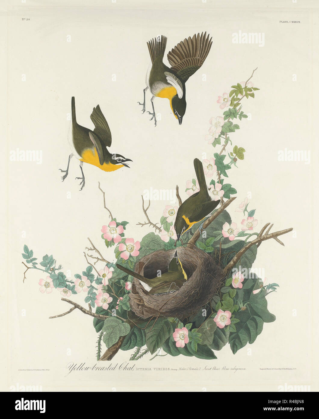 Yellow-breasted Chat. Dated: 1832. Dimensions: plate: 65.5 x 52 cm (25 13/16 x 20 1/2 in.)  sheet: 100.2 x 67.5 cm (39 7/16 x 26 9/16 in.). Medium: hand-colored etching and aquatint on Whatman paper. Museum: National Gallery of Art, Washington DC. Author: Robert Havell after John James Audubon. John James Audubon. ROBERT HAVELL DER JÜNGERE. AUDUBON, JOHN JAMES. Stock Photo