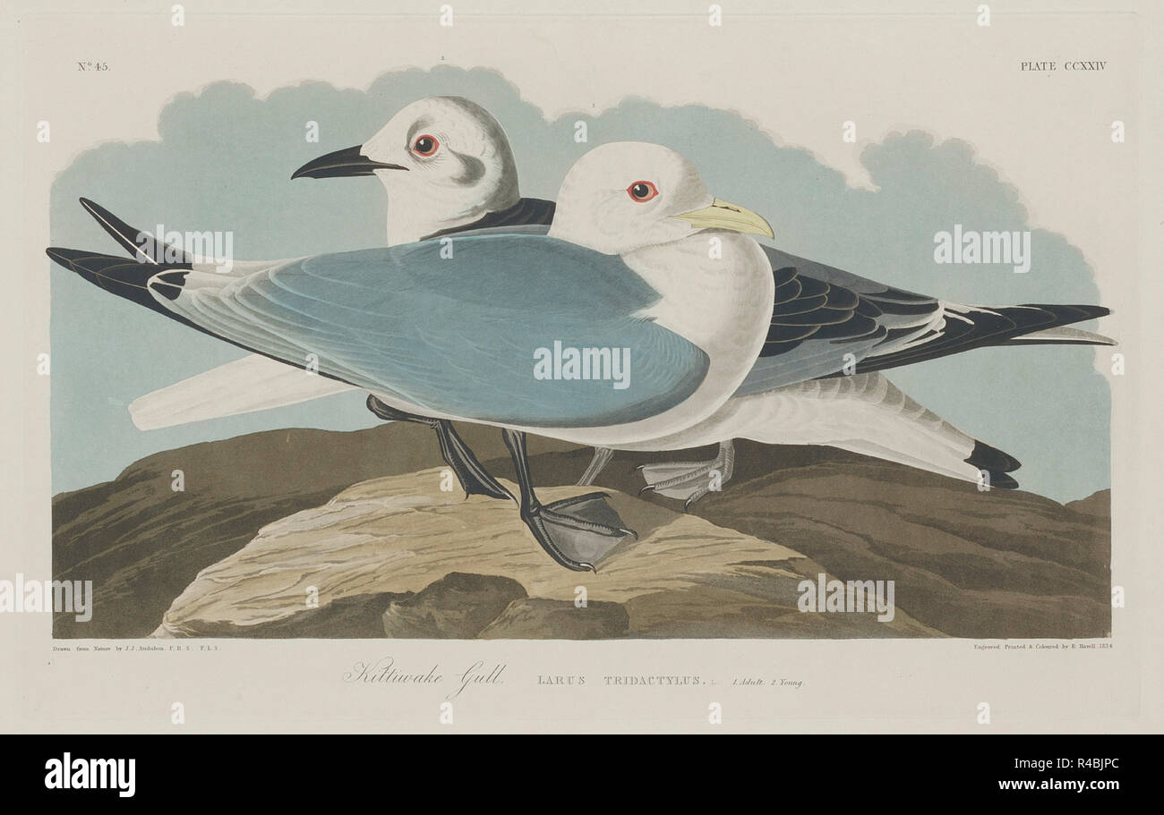 Kittiwake Gull. Dated: 1834. Medium: hand-colored etching and aquatint on Whatman paper. Museum: National Gallery of Art, Washington DC. Author: Robert Havell after John James Audubon. John James Audubon. ROBERT HAVELL DER JÜNGERE. AUDUBON, JOHN JAMES. Stock Photo