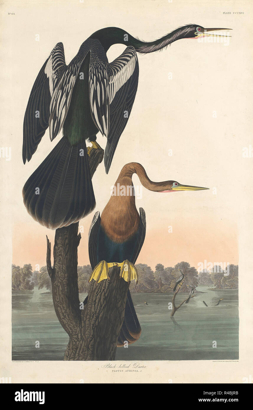 Black-bellied Darter. Dated: 1836. Dimensions: plate: 96.6 x 65 cm (38 1/16 x 25 9/16 in.)  sheet: 100.9 x 68.2 cm (39 3/4 x 26 7/8 in.). Medium: hand-colored engraving and aquatint on Whatman wove paper. Museum: National Gallery of Art, Washington DC. Author: Robert Havell after John James Audubon. Stock Photo