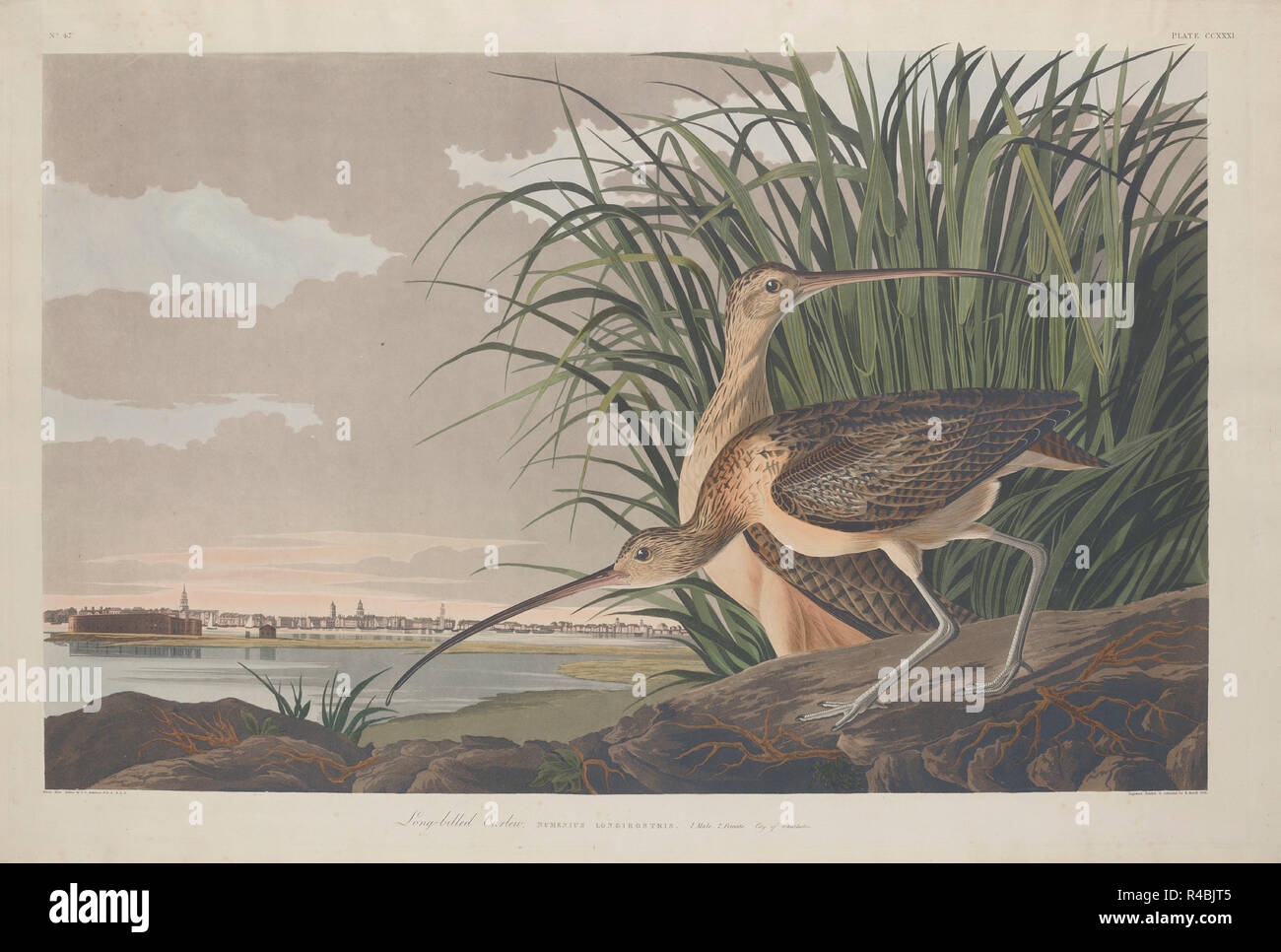 Long-billed Curlew. Dated: 1834. Dimensions: plate: 64.1 x 96.5 cm (25 1/4 x 38 in.)  sheet: 67.3 x 100.3 cm (26 1/2 x 39 1/2 in.). Medium: hand-colored engraving and aquatint on Whatman wove paper. Museum: National Gallery of Art, Washington DC. Author: Robert Havell after John James Audubon. John James Audubon. ROBERT HAVELL DER JÜNGERE. Stock Photo