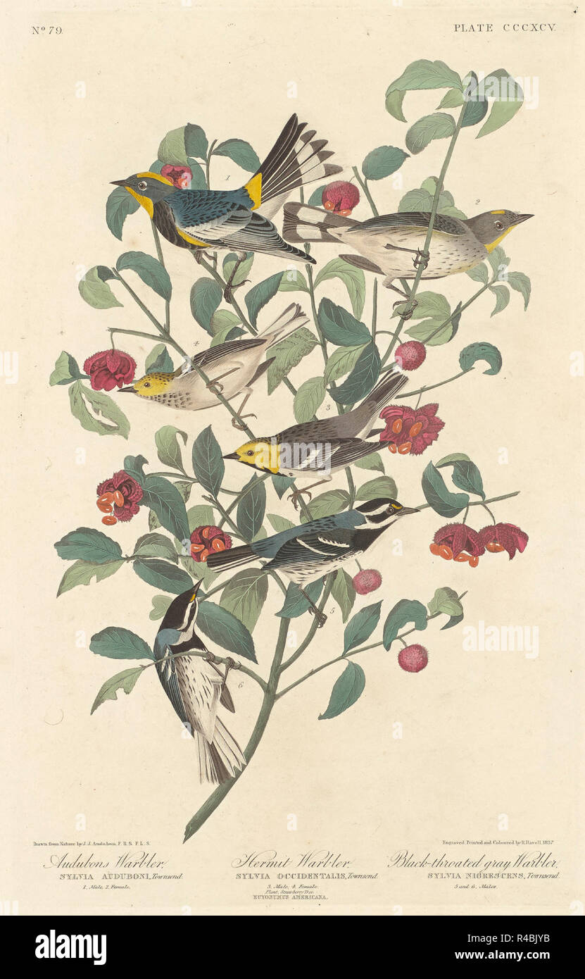 Audubon's Warbler, Hermit Warbler and Black-throated Gray Warbler. Dated: 1837. Medium: hand-colored etching and aquatint on Whatman paper. Museum: National Gallery of Art, Washington DC. Stock Photo
