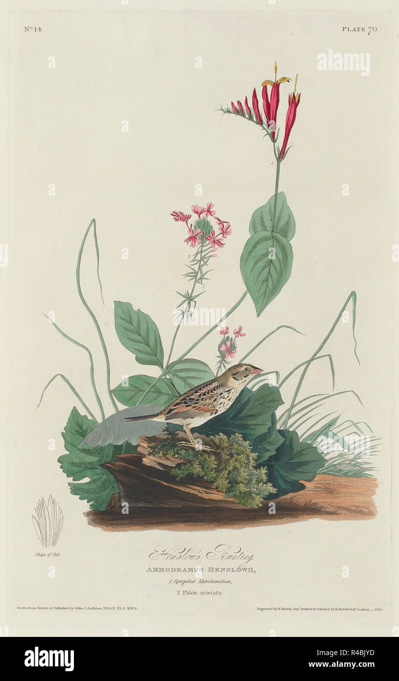 Henslow's Bunting. Dated: 1829. Medium: hand-colored etching and aquatint on Whatman paper. Museum: National Gallery of Art, Washington DC. Author: Robert Havell after John James Audubon. AUDUBON, JOHN JAMES. Stock Photo