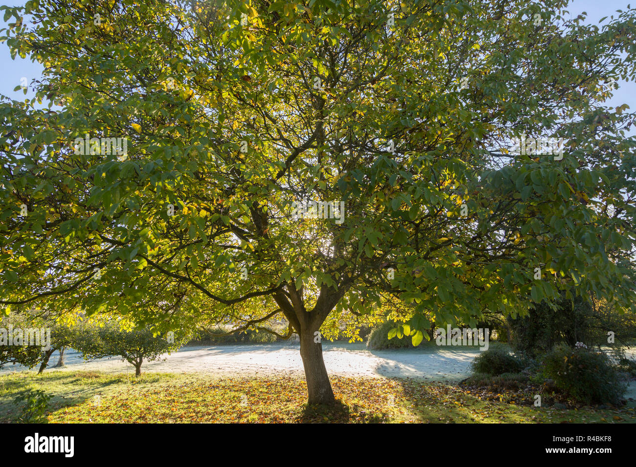Early morning sun shining through leaves of walnut tree with frost on grass lawn in rural garden, Wiltshire, England, UK Stock Photo