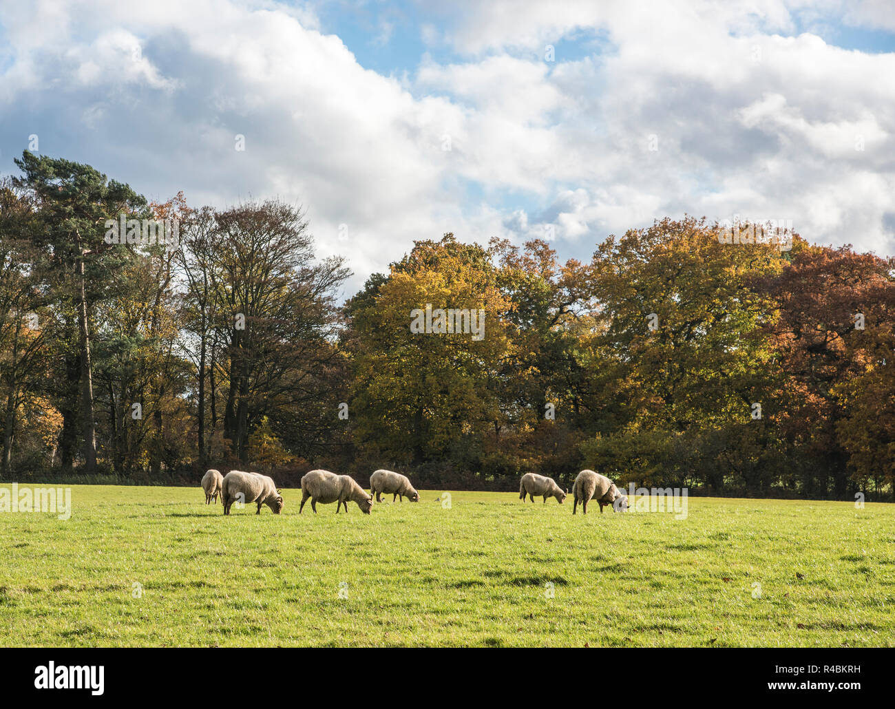 Rearing sheep hi-res stock photography and images - Alamy