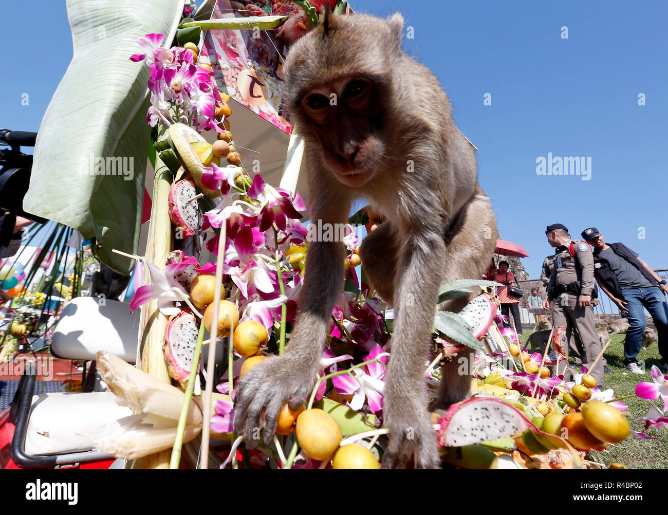 Lopburi, Thailand. 25th Nov, 2018. Monkeys eat fruits and vegetables during  the annual Monkey Buffet Festival at the Phra Prang Sam Yot temple in  Lopburi province, north of Bangkok, Thailand Credit: Chaiwat