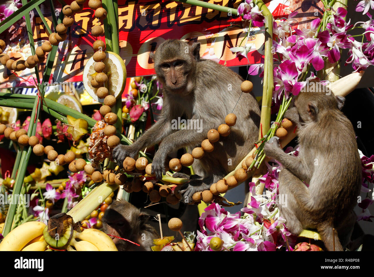 Lopburi, Thailand. 25th Nov, 2018. Monkeys eat fruits and vegetables during  the annual Monkey Buffet Festival at the Phra Prang Sam Yot temple in  Lopburi province, north of Bangkok, Thailand Credit: Chaiwat