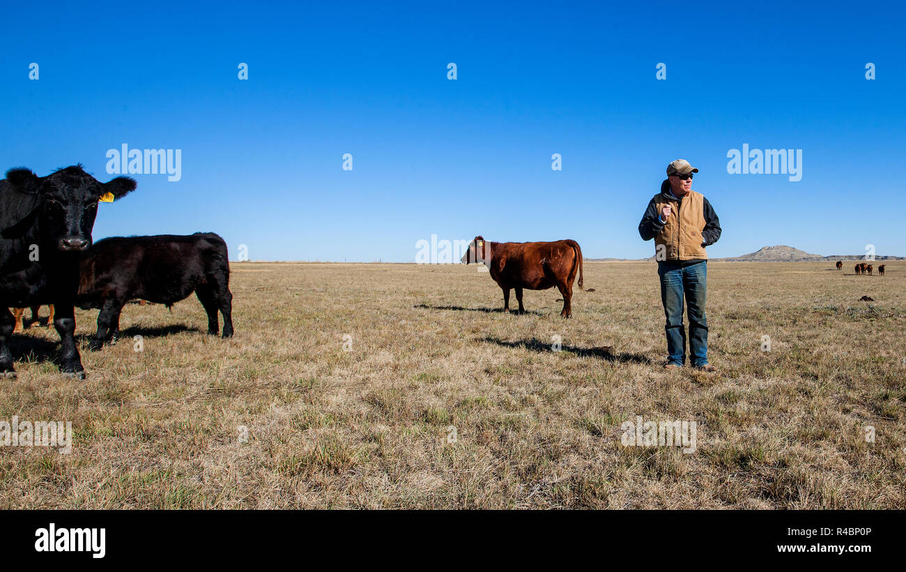 Rancher Bret Clanton is not looking forward to a day when the pipeline cuts through 3 miles of his cattle ranch land. Threatened with eminent domain, he and his neighbors signed a deal with TransCanada in 2007-2008 for perpetual easement. To Billings Gazette he says ' They should build it or get the h... out of here' Stock Photo