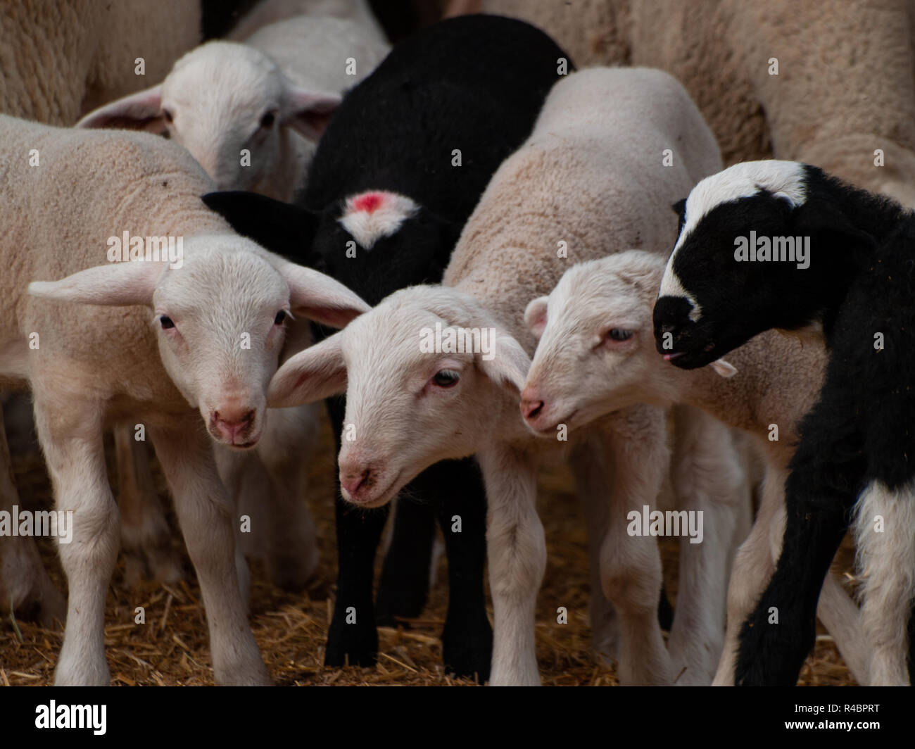 A flock of sheep, lambs and rams on a farm feeding Stock Photo Alamy