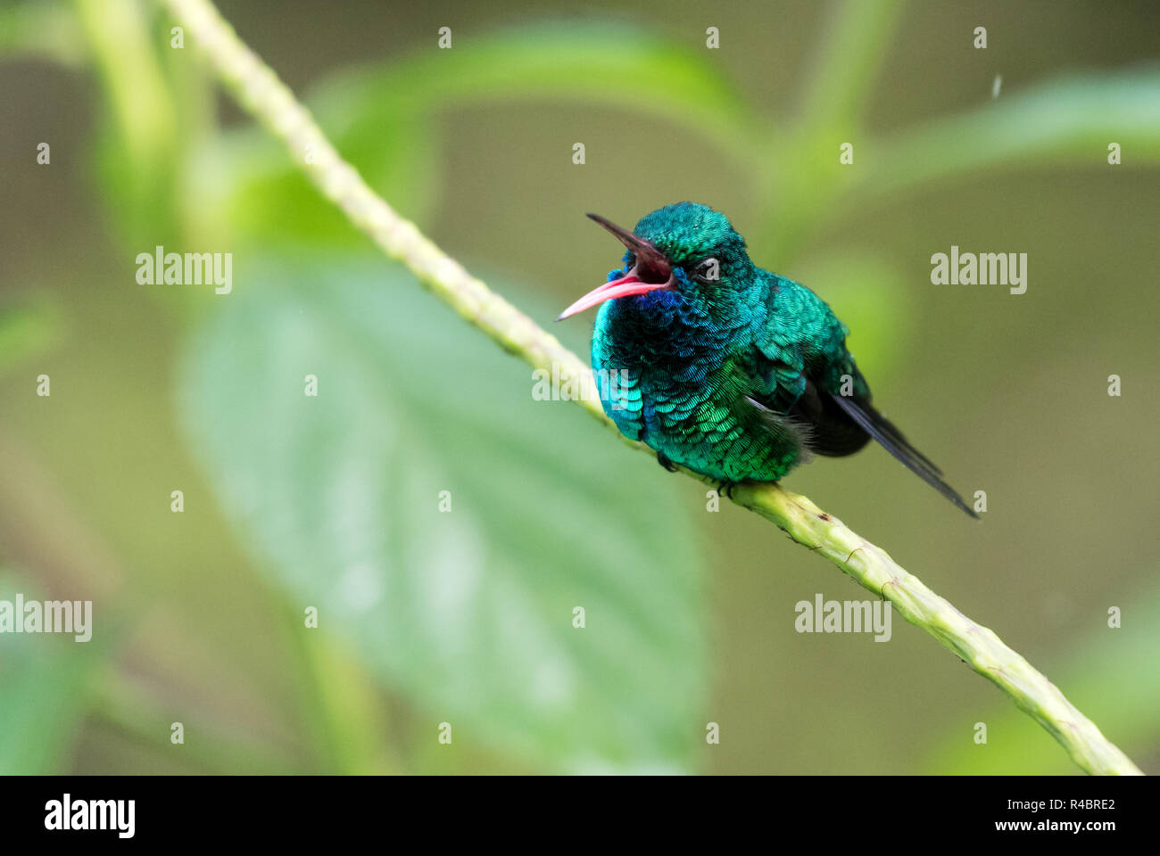 Blue-chinned Sapphire, Chlorestes notata, perching in a plant and chirping with beak open Stock Photo