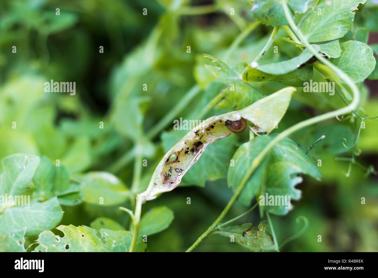 Snails gnaweds green peas on the vegetable garden Stock Photo