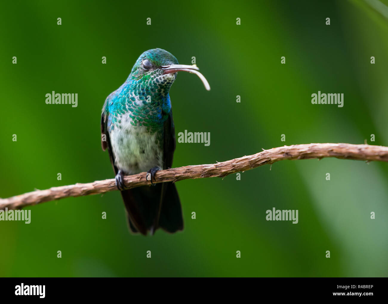 Female Blue-chinned Sapphire, Chlorestes notata, perching with her eyes closed and tongue out Stock Photo