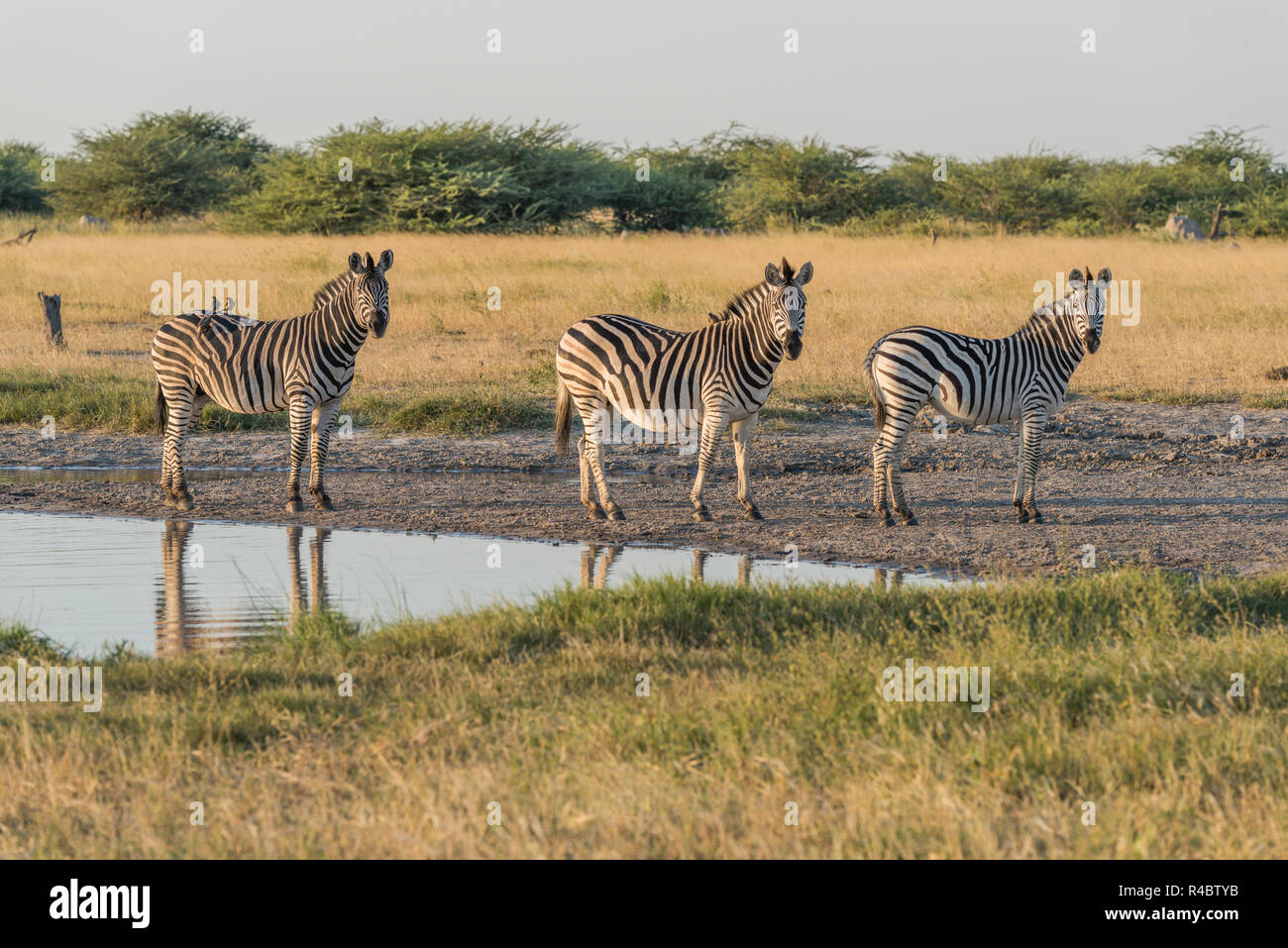 Three Burchell's zebra in line beside water Stock Photo