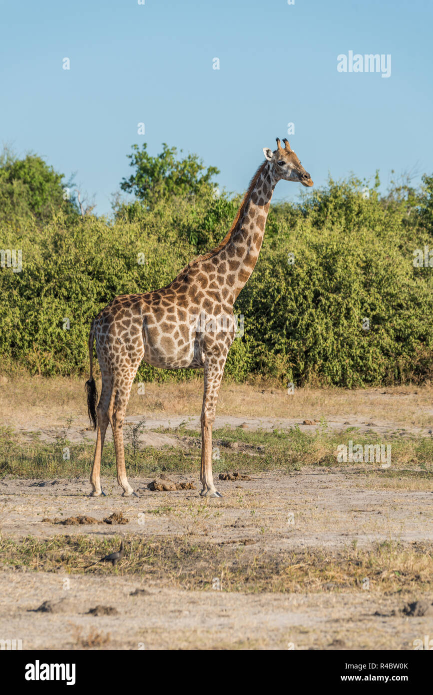 South African giraffe in bush facing camera Stock Photo