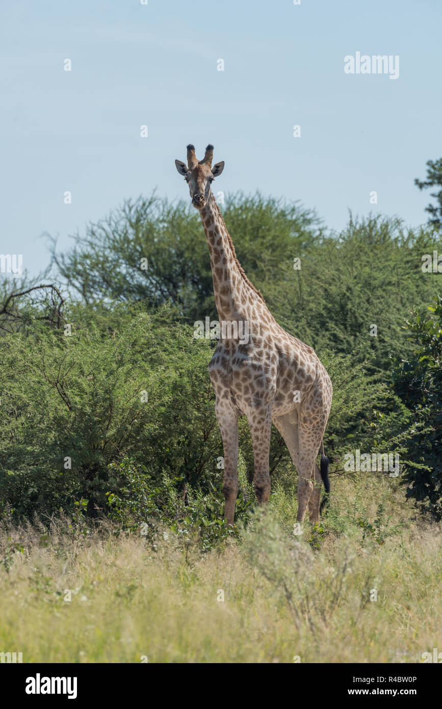 South African giraffe in bushes facing camera Stock Photo